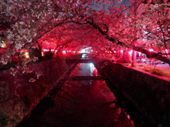 みどり川の桜1