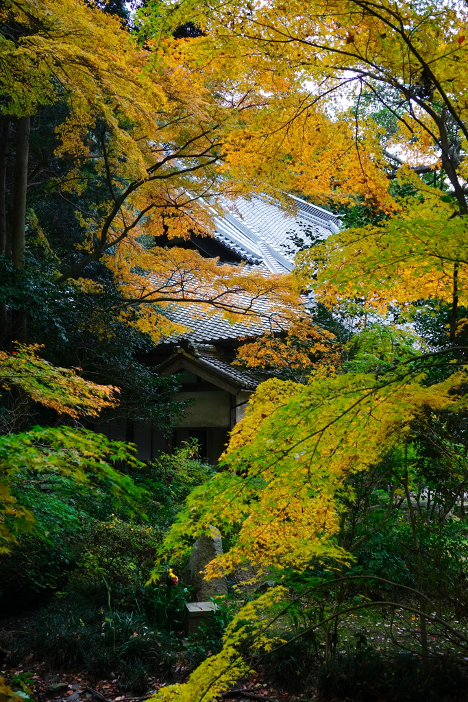 長圓寺の紅葉2