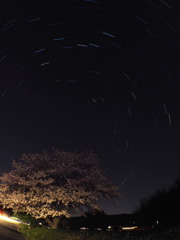 桜と北斗七星