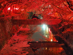 みどり川の桜1