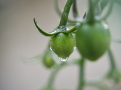 雨の日の庭3