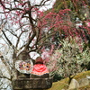 天神様の梅4