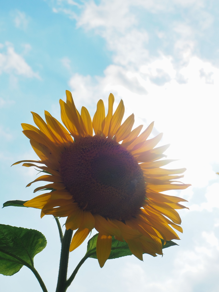 夏！1