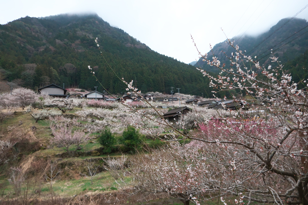 川売の梅3