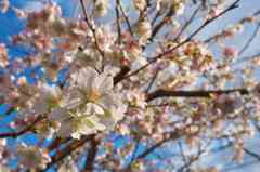 １２月の桜