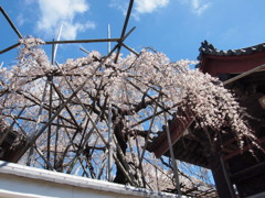 宿縁寺の枝垂れ桜5