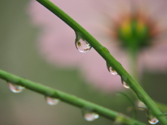 雨の日のコスモス