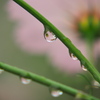 雨の日のコスモス