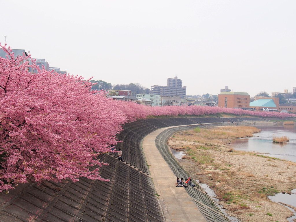 葵桜