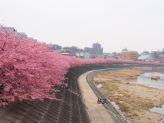 葵桜