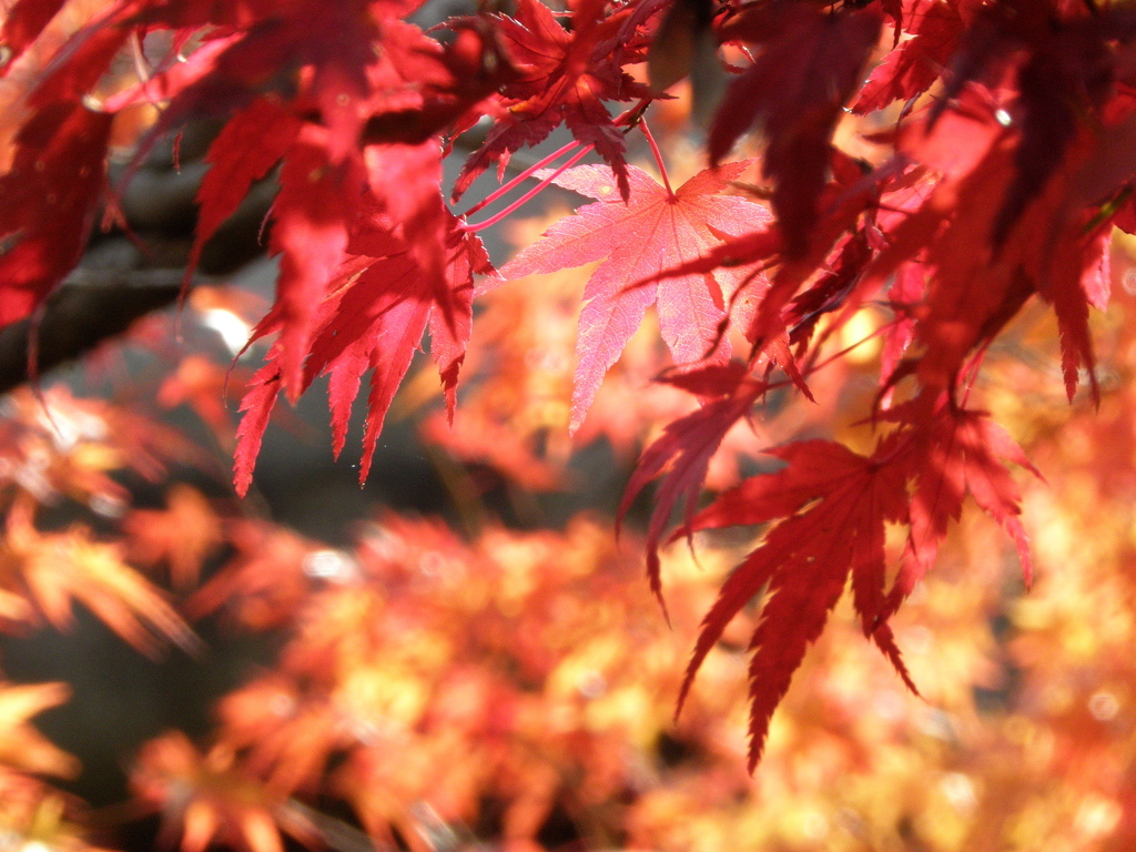 昌光律寺の紅葉