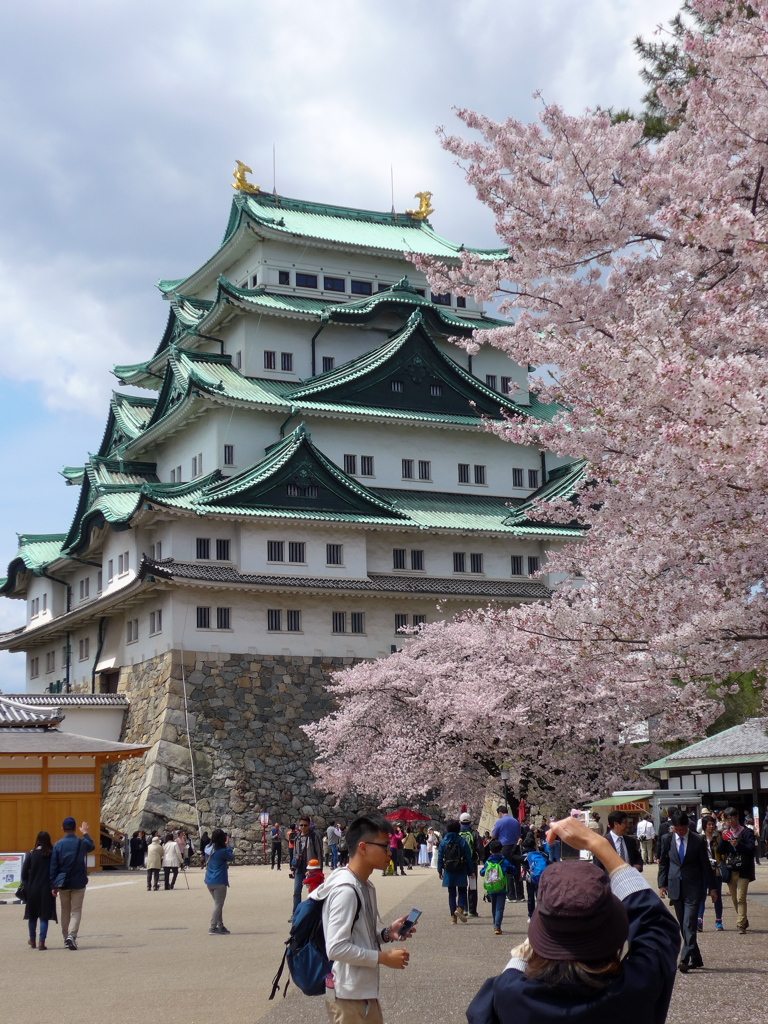 名古屋城の桜1