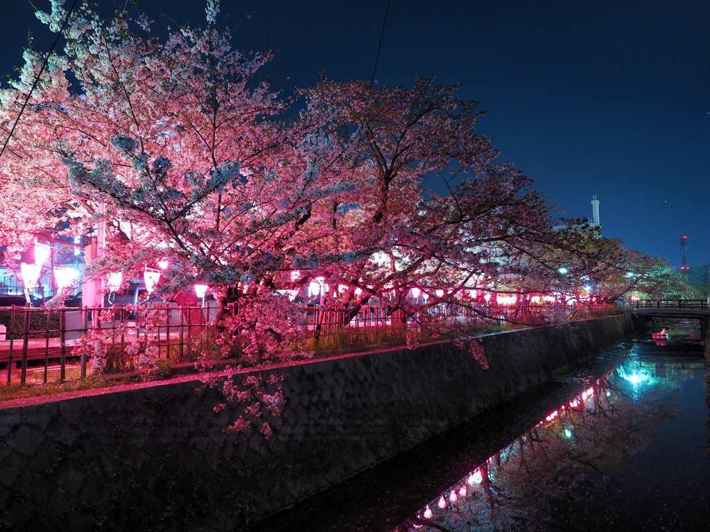 みどり川の桜2