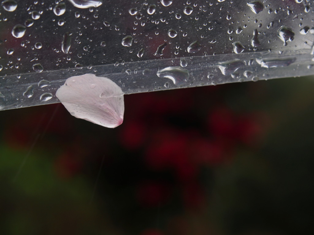 花散らしの雨2