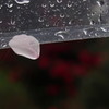花散らしの雨2