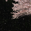 花舞う