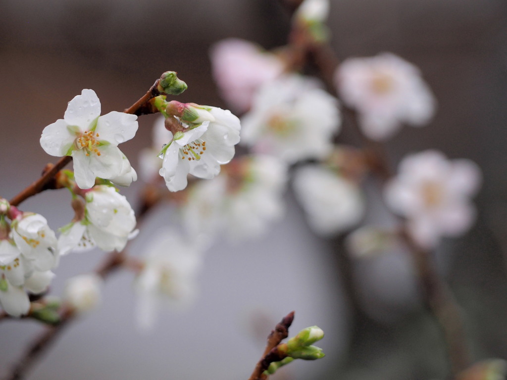 冬桜1