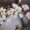 冬桜1