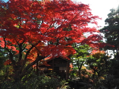 尚古荘の紅葉2
