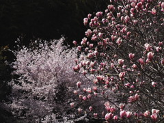 木蘭と桜