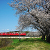 桜と赤い電車と青空
