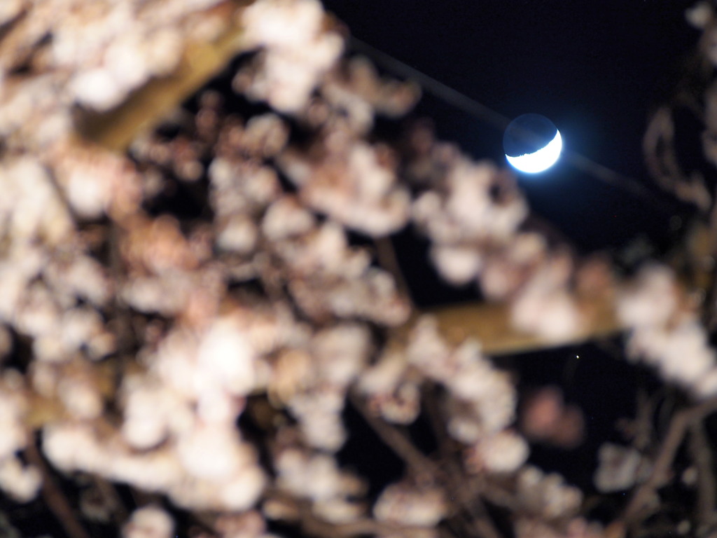 源空院の枝垂れ桜3