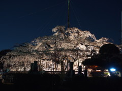 源空院の枝垂れ桜1