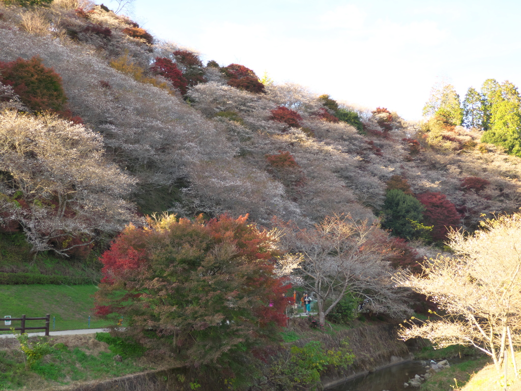 小原村四季桜
