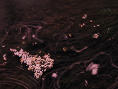 みどり川の桜3