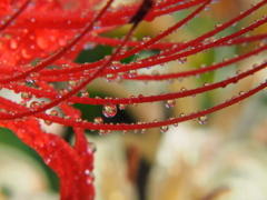 彼岸花1