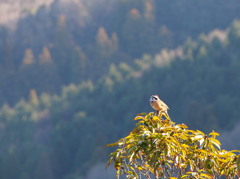 孤高
