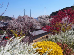春爛漫