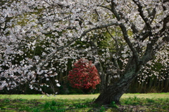 平原の桜1
