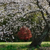 平原の桜1