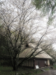 雨の日の桜