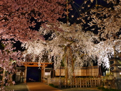 源空院の枝垂れ桜3