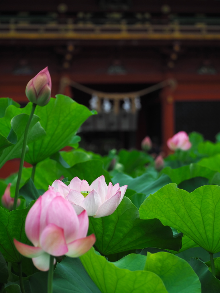 伊賀八幡宮の蓮3