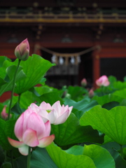伊賀八幡宮の蓮3