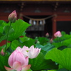 伊賀八幡宮の蓮3