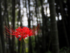 ヒガンバナ2