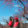 天神様の梅4