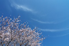 平原の桜