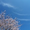 平原の桜