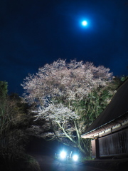 平原薄墨桜2