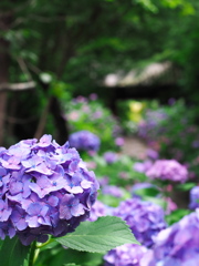 本光寺3