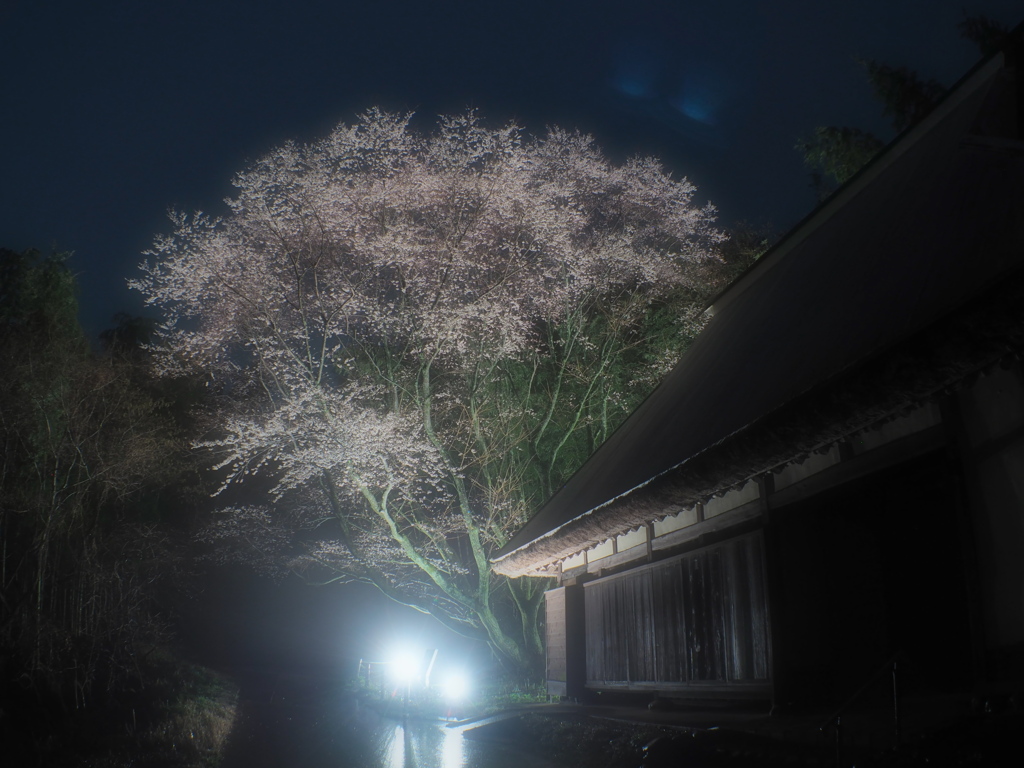 平原薄墨桜1