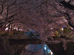 みどり川の桜3