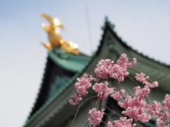 名古屋城の桜３