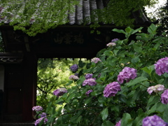本光寺2