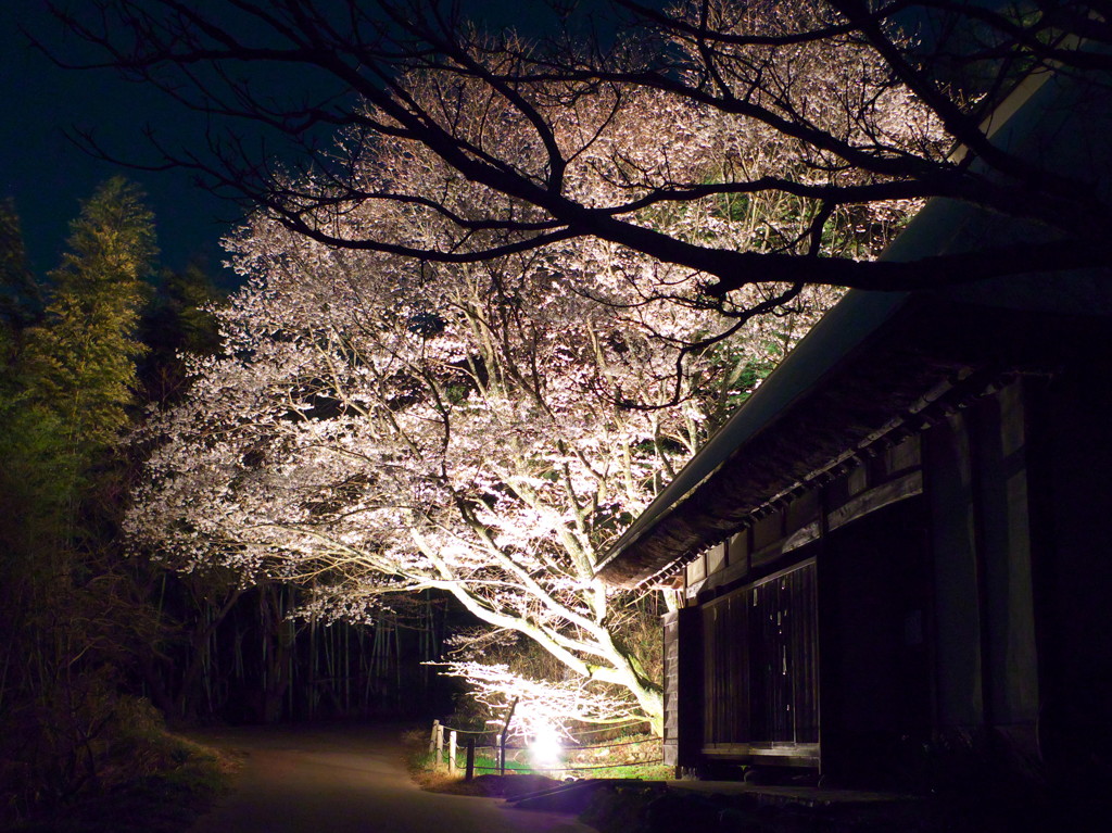 平原の桜1